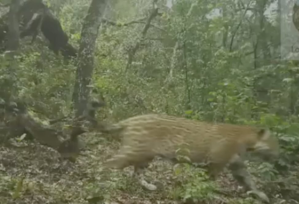 Un jaguar fue visto en el parque Los Mármoles I foto: Captura de video