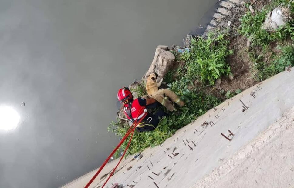Rescatan a perrito atrapado en canal de la ribera del río Tula | Foto: Especial