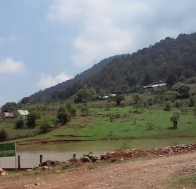 Puma ataca a perro en comunidad de Jacala de Ledezma