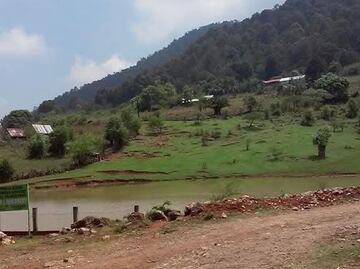 Puma ataca a perro en comunidad de Jacala de Ledezma