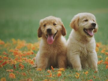 Tulancingo impulsa plan estatal de bienestar animal con participación de 11 municipios