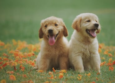 Tulancingo impulsa plan estatal de bienestar animal con participación de 11 municipios