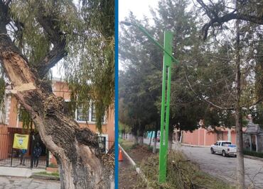 Inspeccionan arbolado de Tulancingo tras caída de tres