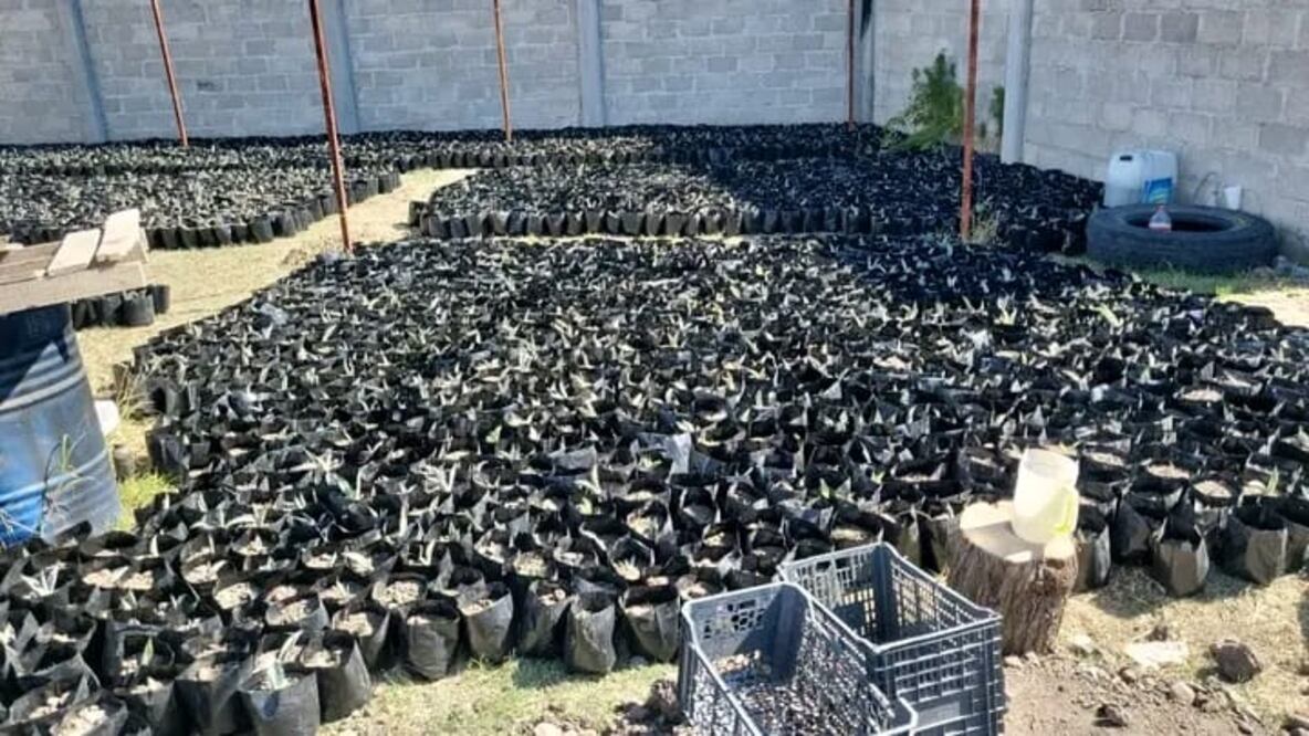 Para la elaboración del pulque el maguey Xamini es uno de los más propicios para la producción,
sobre todo en un contexto en que revivieron las pulquerías Foto: Especial