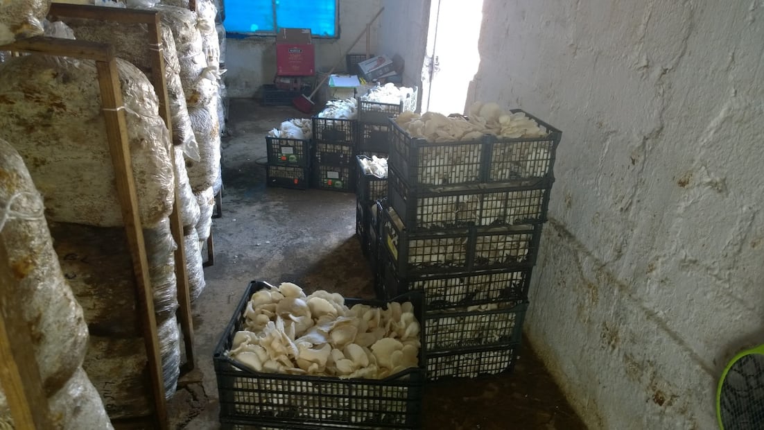 Setas Monarca, el emprendimiento hidalguense que ya cruza fronteras | Foto: Grisel Lira