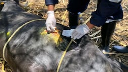 Refuerzan vigilancia y capacitación contra el gusano barrenador del ganado en Hidalgo