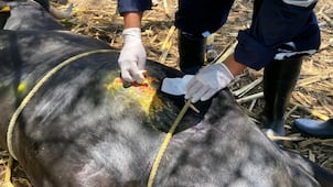Refuerzan vigilancia y capacitación contra el gusano barrenador del ganado en Hidalgo