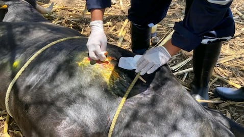 Refuerzan vigilancia y capacitación contra el gusano barrenador del ganado en Hidalgo