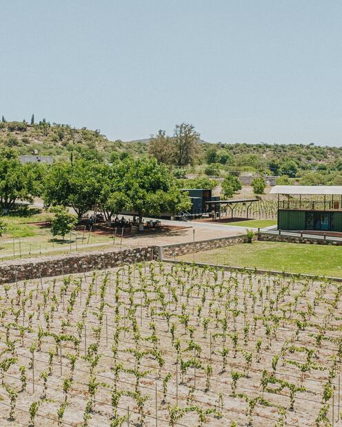 Descubre Tierra y Almas, un viñedo hidalguense que fusiona vino y tradición otomí | Inatgram: Tierra y Almas