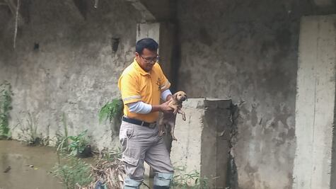 Protectora de animales en Huejutla pide denunciar maltrato