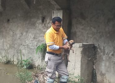 Protectora de animales en Huejutla pide denunciar maltrato