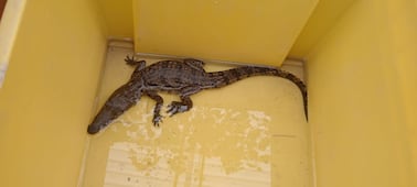 17 animales silvestres han sido resguardados en el Zoológico de Tulancingo