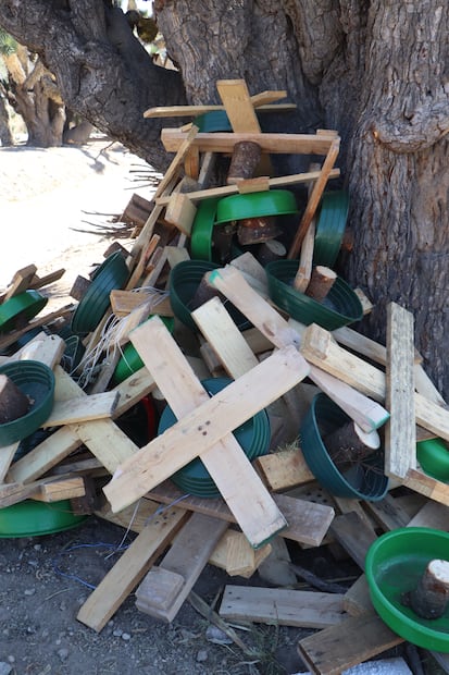 Semarnath impulsa reciclaje de árboles navideños con campaña ambiental en Pachuca | Foto: Semarnath