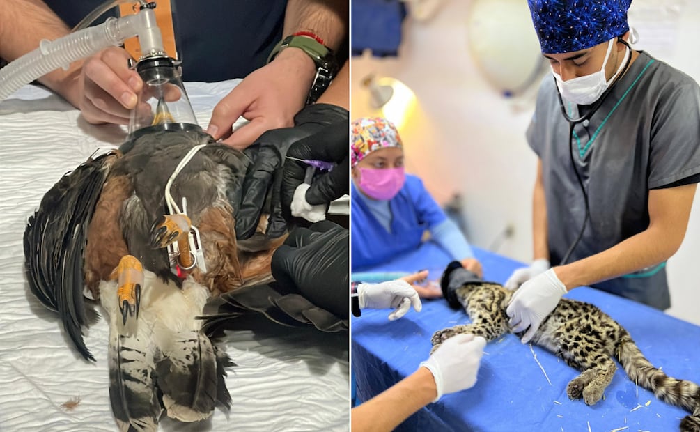 Anuncian segundo Curso de Rehabilitación de Fauna Silvestre en Pachuca | Facebook: Unidad de Rehabilitación de Fauna Silvestre Pachuca