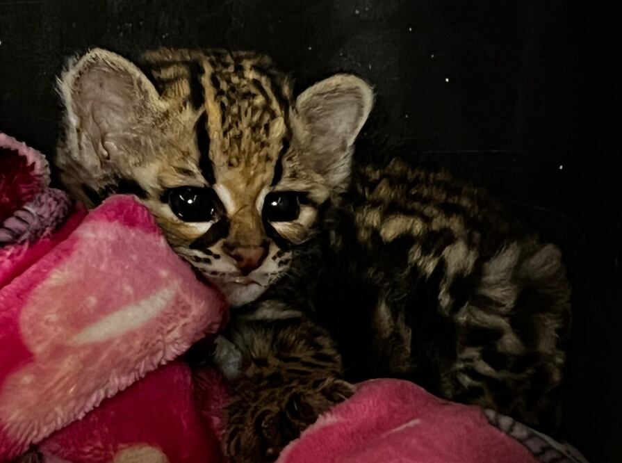 El Tigrillo mejora su condición de salud I Foto: Unidad de Rescate y Rehabilitación de la Fauna Silvestre en Pachuca.