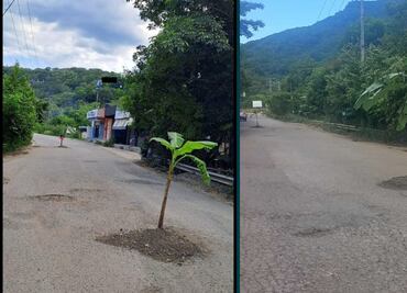 Protestan sembrando plátanos en baches por pésimo estado de carretera en la Huasteca