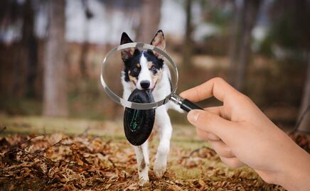 Pachuca lanza página en Facebook para reportar mascotas extraviadas