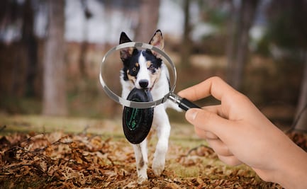 Pachuca lanza página en Facebook para reportar mascotas extraviadas