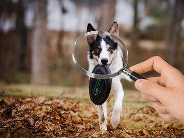Pachuca lanza página en Facebook para reportar mascotas extraviadas