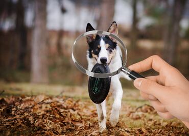 Pachuca lanza página en Facebook para reportar mascotas extraviadas