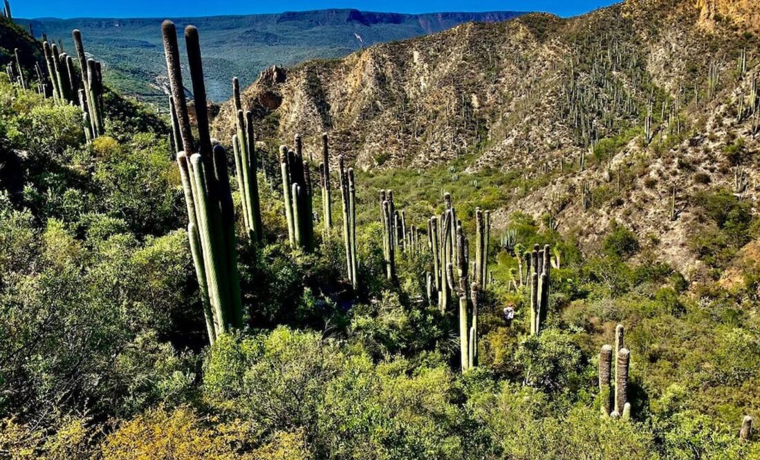 La Reserva de la Biósfera Barranca de Metztitlán abarca ocho municipios de Hidalgo. Foto: Cortesía Reserva de la Biósfera Barranca de Metztitlán