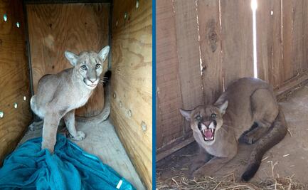 Puma capturado en bar de Tulancingo se encuentra en observación