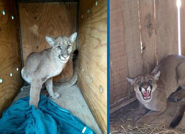 Puma capturado en bar de Tulancingo se encuentra en observación