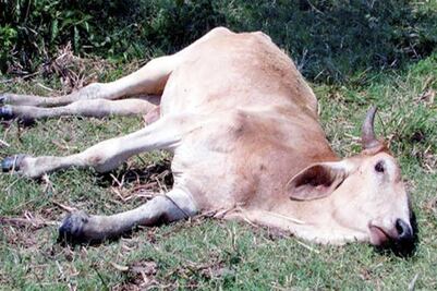 Detectan cinco casos de rabia paralítica en bovinos de la Huasteca hidalguense