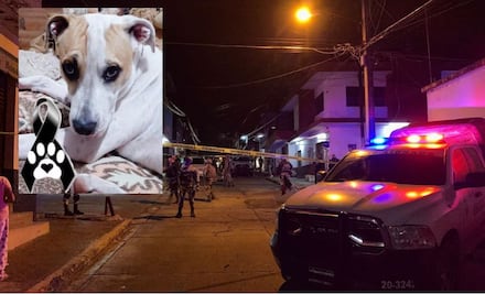 Perro muere tras proteger a su dueño de un asalto en Michoacán