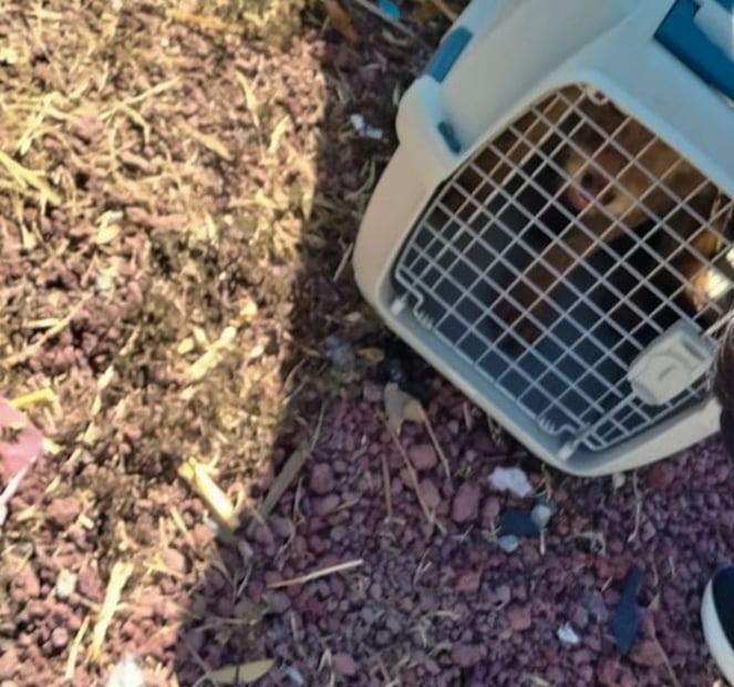 Rescatan a perro herido en el bulevar Colosio tras reporte de jugador de los Tuzos | Foto: Centro de Atención Integral Veterinario