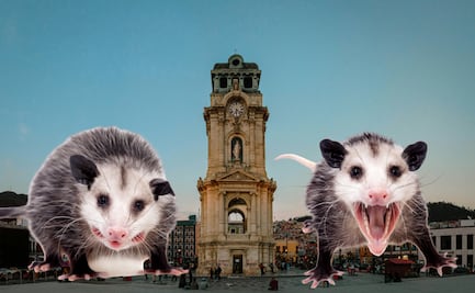 Aumenta la presencia de tlacuaches en Pachuca; llaman a convivir de forma responsable con la fauna silvestre