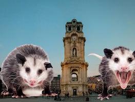 Aumenta la presencia de tlacuaches en Pachuca; llaman a convivir de forma responsable con la fauna silvestre