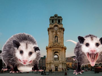 Aumenta la presencia de tlacuaches en Pachuca; llaman a convivir de forma responsable con la fauna silvestre