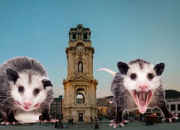 Aumenta la presencia de tlacuaches en Pachuca; llaman a convivir de forma responsable con la fauna silvestre