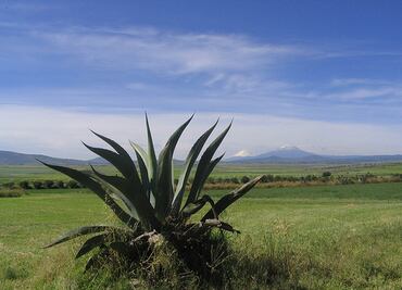 Anuncian en Apan, la feria del maguey y la cebada 2024