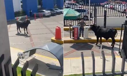 Toro ingresa a universidad privada en la CDMX