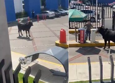 Toro ingresa a universidad privada en la CDMX