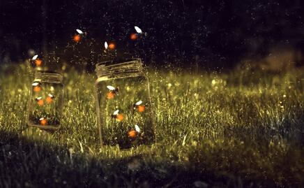 Magia nocturna en Tula: inicia la temporada de luciérnagas en Los Álamos