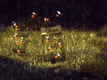 Magia nocturna en Tula: inicia la temporada de luciérnagas en Los Álamos