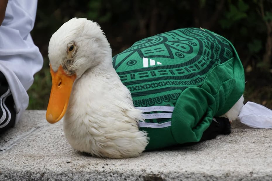 El pato Merlín. ha sido una de las figuras de este Mundial 2026 I Karla Guerrero | EL UNIVERSAL