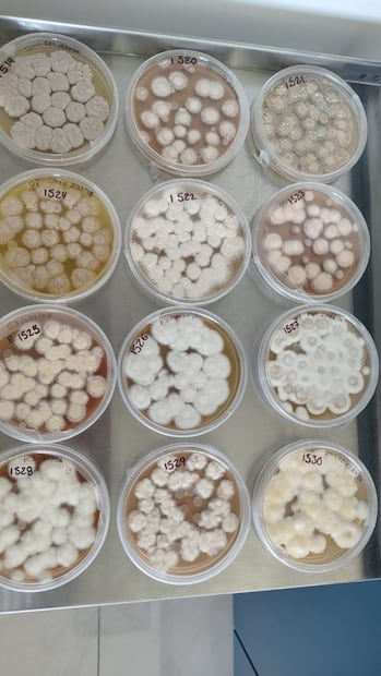Proponen control biológico para frenar al escarabajo descortezador en El Chico | Foto: UAEH
