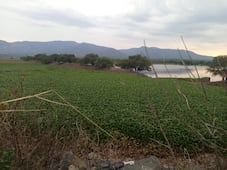 Lirio acuático cubre más del 90% de la presa Rojo Gómez; habitantes denuncian casi dos años sin soluciones