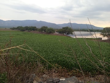 Lirio acuático cubre más del 90% de la presa Rojo Gómez; habitantes denuncian casi dos años sin soluciones