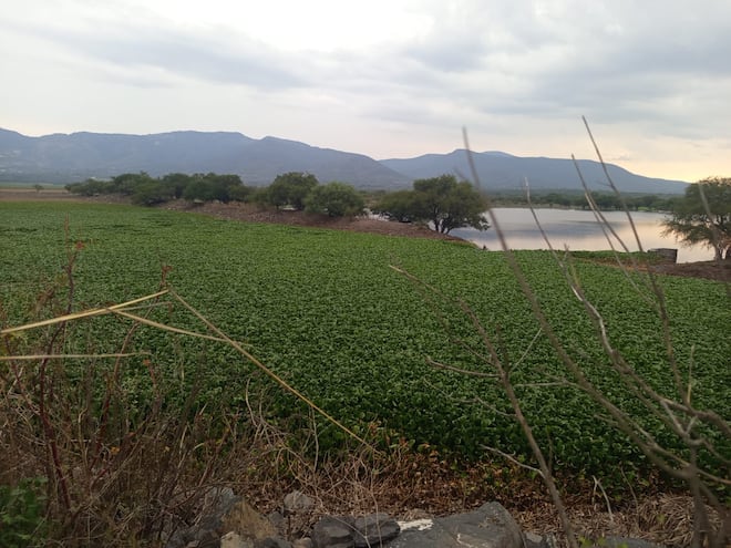 Lirio acuático cubre más del 90% de la presa Rojo Gómez; habitantes denuncian casi dos años sin soluciones