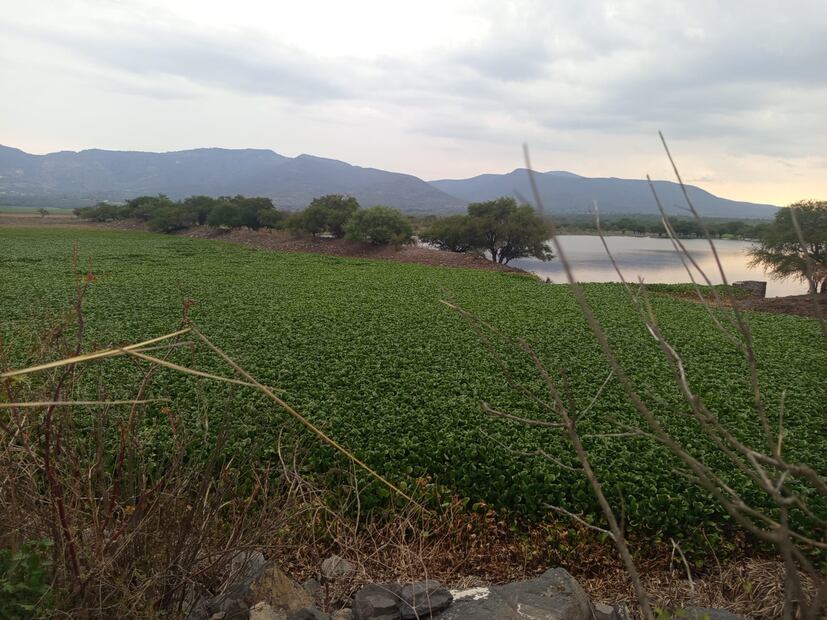 Más del 90 por ciento de la superficie de la presa Javier Rojo Gómez está cubierta por lirio acuático | Foto: Erika Gutierrez