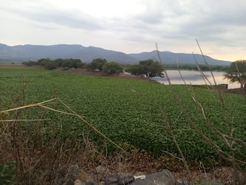 Lirio acuático cubre más del 90% de la presa Rojo Gómez; habitantes denuncian casi dos años sin soluciones