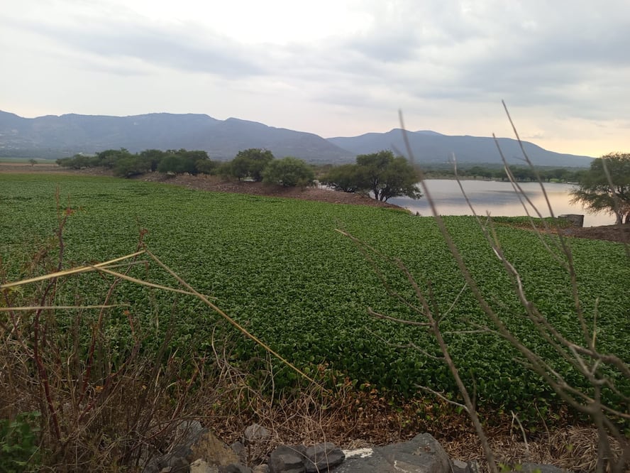 Más del 90 por ciento de la superficie de la presa Javier Rojo Gómez está cubierta por lirio acuático | Foto: Erika Gutierrez