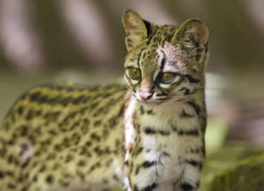 Foto: animalia