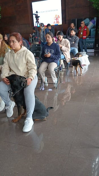 Realizan esterilizaciones gratuitas en Congreso de Hidalgo | Foto: Lourdes Naranjo