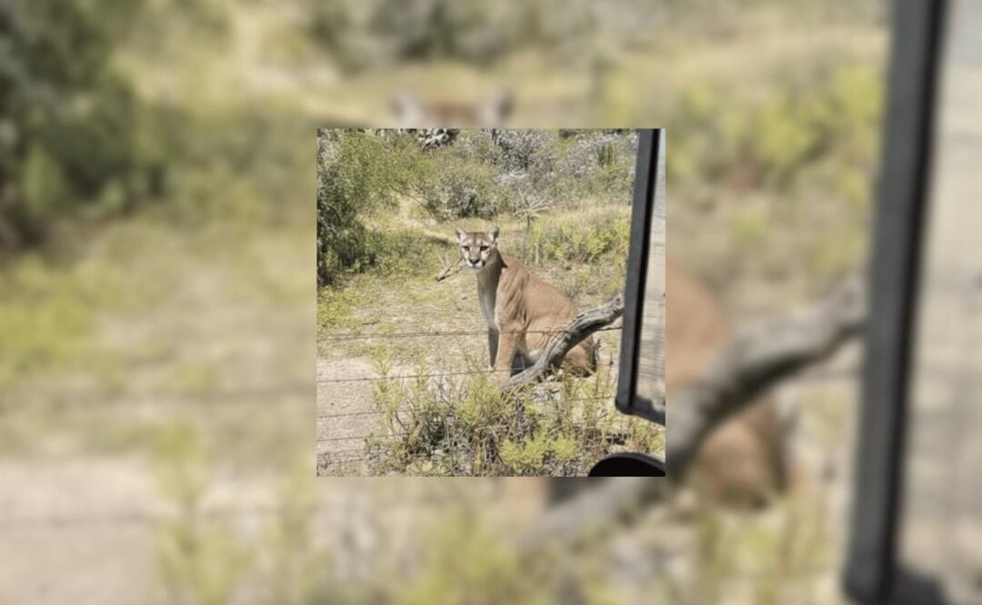 Un puma fue captado en San Agustín Tlaxiaca I Foto: Especial
